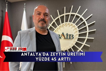 Antalya'da Zeytin Üretimi Yüzde 45 Arttı