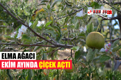 ELMA AĞACI EKİM AYINDA ÇİÇEK AÇTI