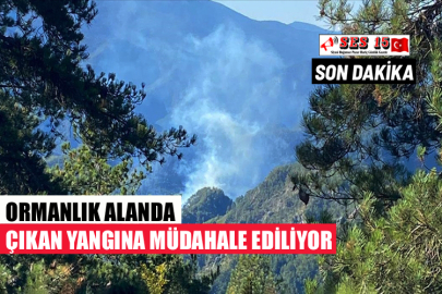 ORMANLIK ALANDA ÇIKAN YANGINA MÜDAHALE EDİLİYOR