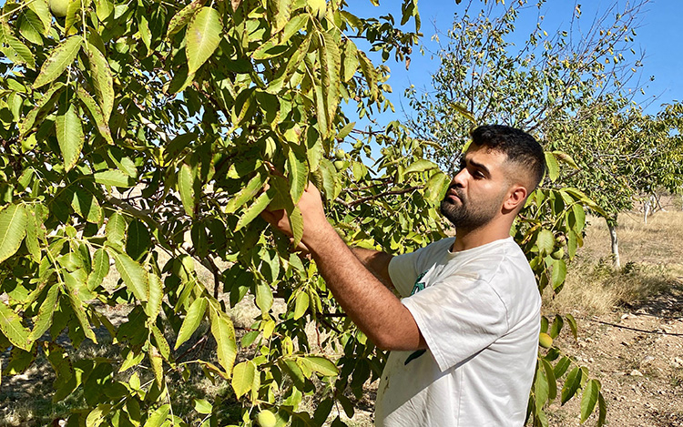 Memleketine Dönen Taksi Şoförü Ve Oğlu Tescilli Kaman Cevizi Üretiyor - SES15