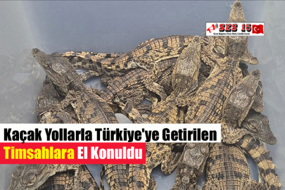 Kaçak Yollarla Türkiye'ye Getirilen Timsahlara El Konuldu