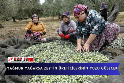 Yağmur Yağarsa Zeytin Üreticilerinin Yüzü Gülecek