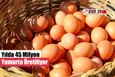 Yılda 45 Milyon Yumurta Üretiliyor