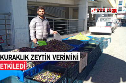 Kuraklık Zeytin Verimini Etkiledi