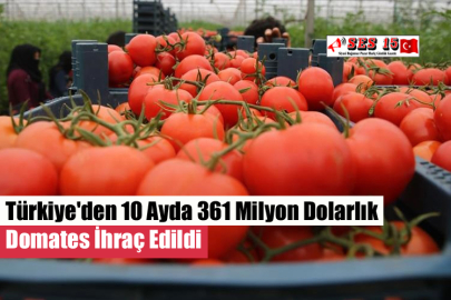 Türkiye'den 10 Ayda 361 Milyon Dolarlık Domates İhraç Edildi