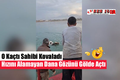 O Kaçtı Sahibi Kovaladı Hızını Alamayan Dana Gözünü Gölde Açtı