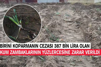 Birini Koparmanın Cezası 387 Bin Lira Olan Kum Zambaklarının Yüzlercesine Zarar Verildi