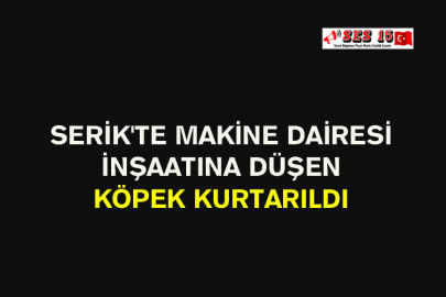 Serik'te Makine Dairesi İnşaatına Düşen Köpek Kurtarıldı