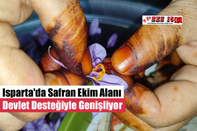 Isparta'da Safran Ekim Alanı Devlet Desteğiyle Genişliyor