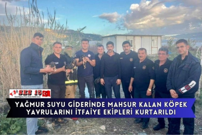 Yağmur Suyu Giderinde Mahsur Kalan Köpek Yavrularını İtfaiye Ekipleri Kurtarıldı