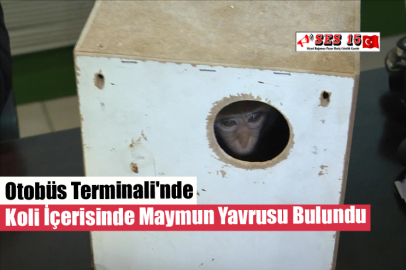 Otobüs Terminali'nde Koli İçerisinde Maymun Yavrusu Bulundu