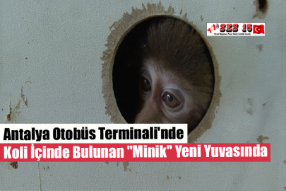 Antalya Otobüs Terminali'nde Koli İçinde Bulunan "Minik" Yeni Yuvasında