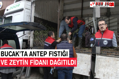 Bucak’ta Antep Fıstığı Ve Zeytin Fidanı Dağıtıldı