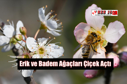 Erik ve Badem Ağaçları Çiçek Açtı